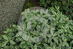 Pilea Cardierei plant in Saint Gallen in Switzerland