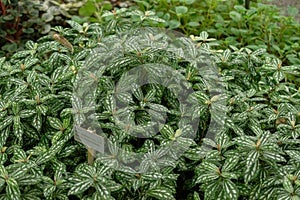 Pilea Cardierei plant in Saint Gallen in Switzerland