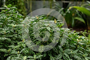 Pilea Cardierei plant in Saint Gallen in Switzerland