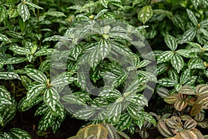 Pilea Cardierei plant in Saint Gallen in Switzerland