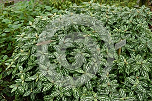 Pilea Cardierei plant in Saint Gallen in Switzerland