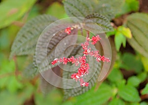 Pilea flower