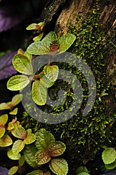 Pilea growing on a tree trunk.