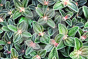 Pilea involucrata, or the friendship plant, a bushy trailing plant native to Central and South America