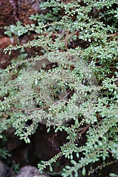 Pilea microphylla Also called rockweed, artillery plant, gun powder plant, brilhantina, Frescura, Urticaceae, Artillery Fern wit photo