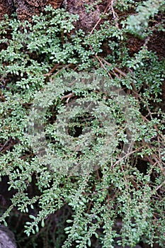 Pilea microphylla Also called rockweed, artillery plant, gun powder plant, brilhantina, Frescura, Urticaceae, Artillery Fern wit photo