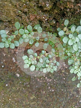 Pilea microphylla, commonly known as the Artillery Plant or Rockweed,