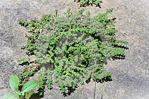 Pilea microphylla growing on cemented ground photo