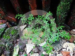 pilea microphylla or the name is the katumpangan plant that grows in the yard of the house