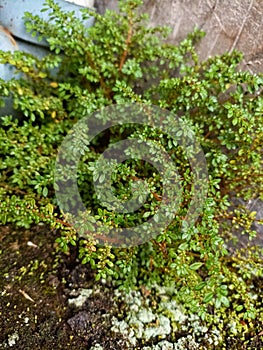 Pilea microphylla plant on a backyard