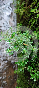 Pilea microphylla on tree