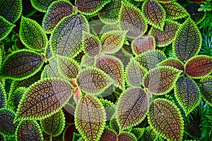 Pilea Mollis
