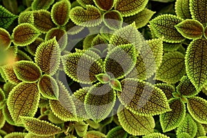 Pilea mollis is a species Family Urticaceae photo