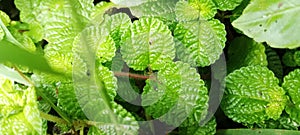 Pilea nummulariifolia (Creeping Charlie) plant leaves in unison