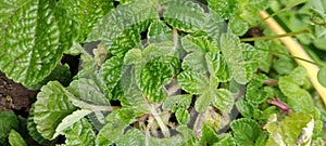 Pilea nummulariifolia (Creeping Charlie) plant leaves in unison down