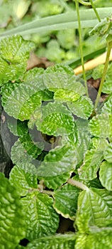 Pilea nummulariifolia (Creeping Charlie) plant leaves in unison portrait