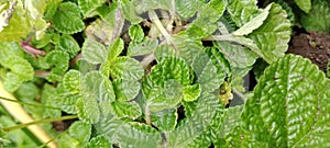 Pilea nummulariifolia (Creeping Charlie) plant leaves in unison soil on tree