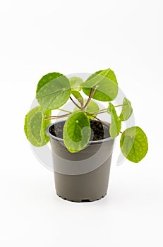 Pilea peperomioides, the Chinese money plant, UFO plant, pancake plant or missionary plant isolated on white background
