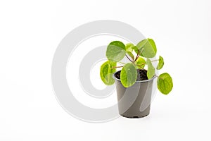 Pilea peperomioides, the Chinese money plant, UFO plant, pancake plant or missionary plant isolated on white background