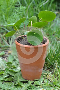 Pilea peperomioides in a flowerpot in the grass