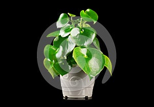 Pilea Peperomioides house plant growing in a pot, isolated on black background. Houseplant close up