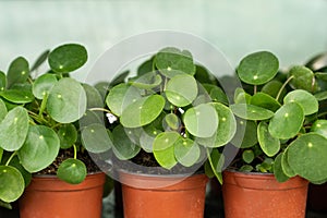 Pilea peperomioides houseplant in flower pot at nursery. Chinese money plant. Indoor gardening.