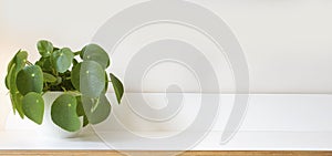 Pilea peperomioides, money plant on white wooden shelf and modern white background texture,stylish modern decoration for indoor