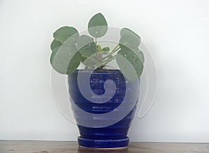 Pilea peperomioides: Pancake plant or Chinese Money plant