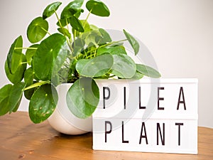 Pilea peperomioides or pancake plant Urticaceae with a lightb