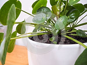 Pilea peperomioides or pancake plant with a small plantlet photo