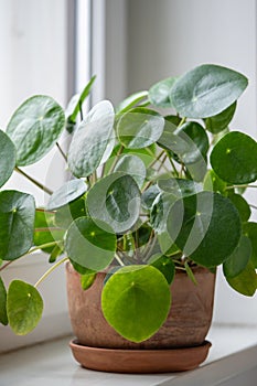 Pilea peperomioides in terracotta pot, known as Chinese money plant on windowsill at home.