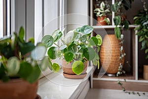 Pilea peperomioides in terracotta pot, known as Chinese money plant on windowsill at home.