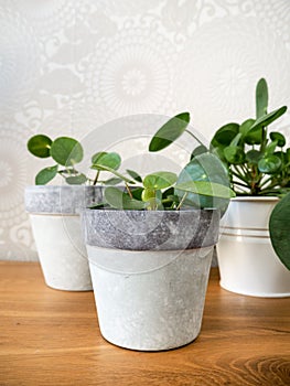 Pilea peperomioides Urticaceae mother plant with two propagate