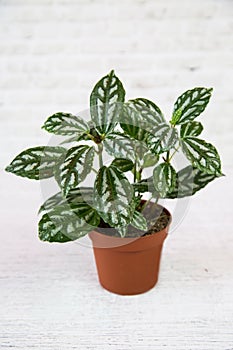 A Pilea plant Latin Pilus with beautiful green leaves in a clay pot on a white wall background. Flora home indoor plants