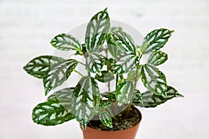 A Pilea plant Latin Pilus with beautiful green leaves in a clay pot on a white wall background. Flora home indoor plants
