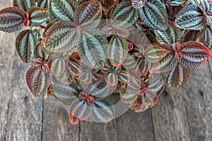 Pilea spruceana plant