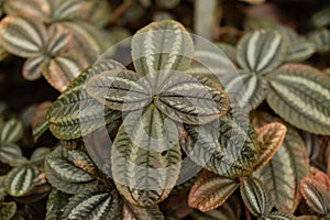 Pilea Spruceana plant in Saint Gallen in Switzerland