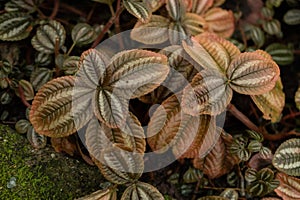 Pilea Spruceana plant in Saint Gallen in Switzerland