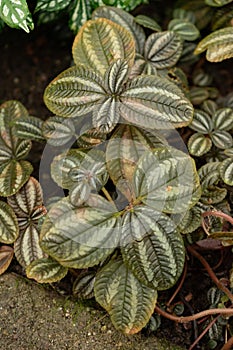 Pilea Spruceana plant in Saint Gallen in Switzerland