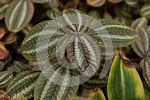 Pilea Spruceana plant in Saint Gallen in Switzerland