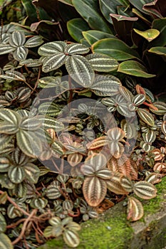 Pilea Spruceana plant in Saint Gallen in Switzerland