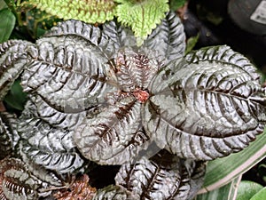 Pilea spruceana - silver tree, - close up