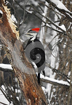 Pileated female attacks wood of fallen tree branch