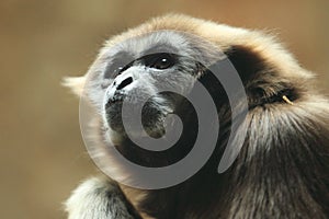 Pileated gibbon photo