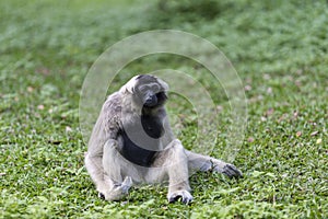 Pileated gibbon