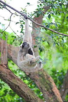 Pileated gibbon