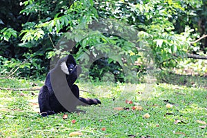 Pileated Gibbon or Asian Black monkey.