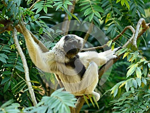 Pileated Gibbon Hylobates pileatus