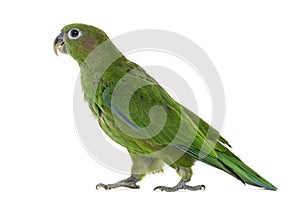 Pileated Parrot isolated on white