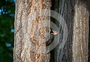 Pileated wood pecker `  Dryocopus pileatus ` photo